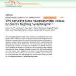 Wnt signalling tunes neurotransmitter release by directly targeting Synaptotagmin-1
