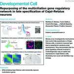 Repurposing of the multiciliation gene regulatory network in fate specification of Cajal-Retzius neurons