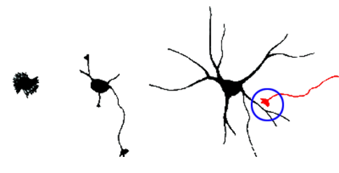Schematic representation of of synapses formation during neuritogenesis